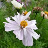 Cosmos bipinnatus. Соцветие. Североуральск, дачный участок. 08.08.2021.