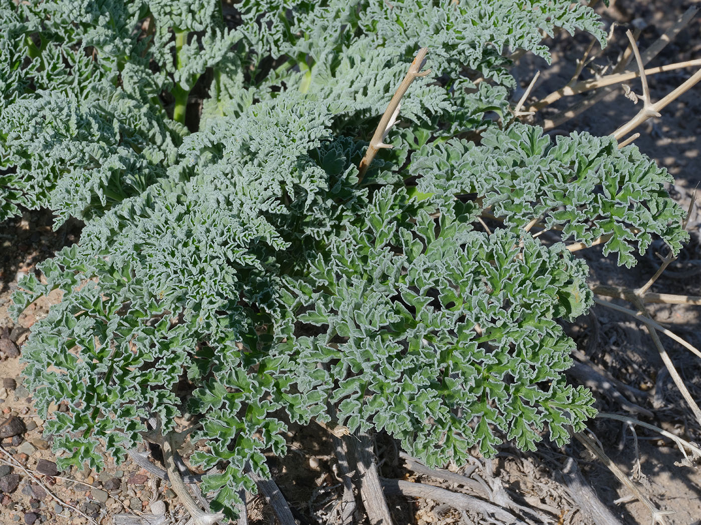 Image of Ferula iliensis specimen.