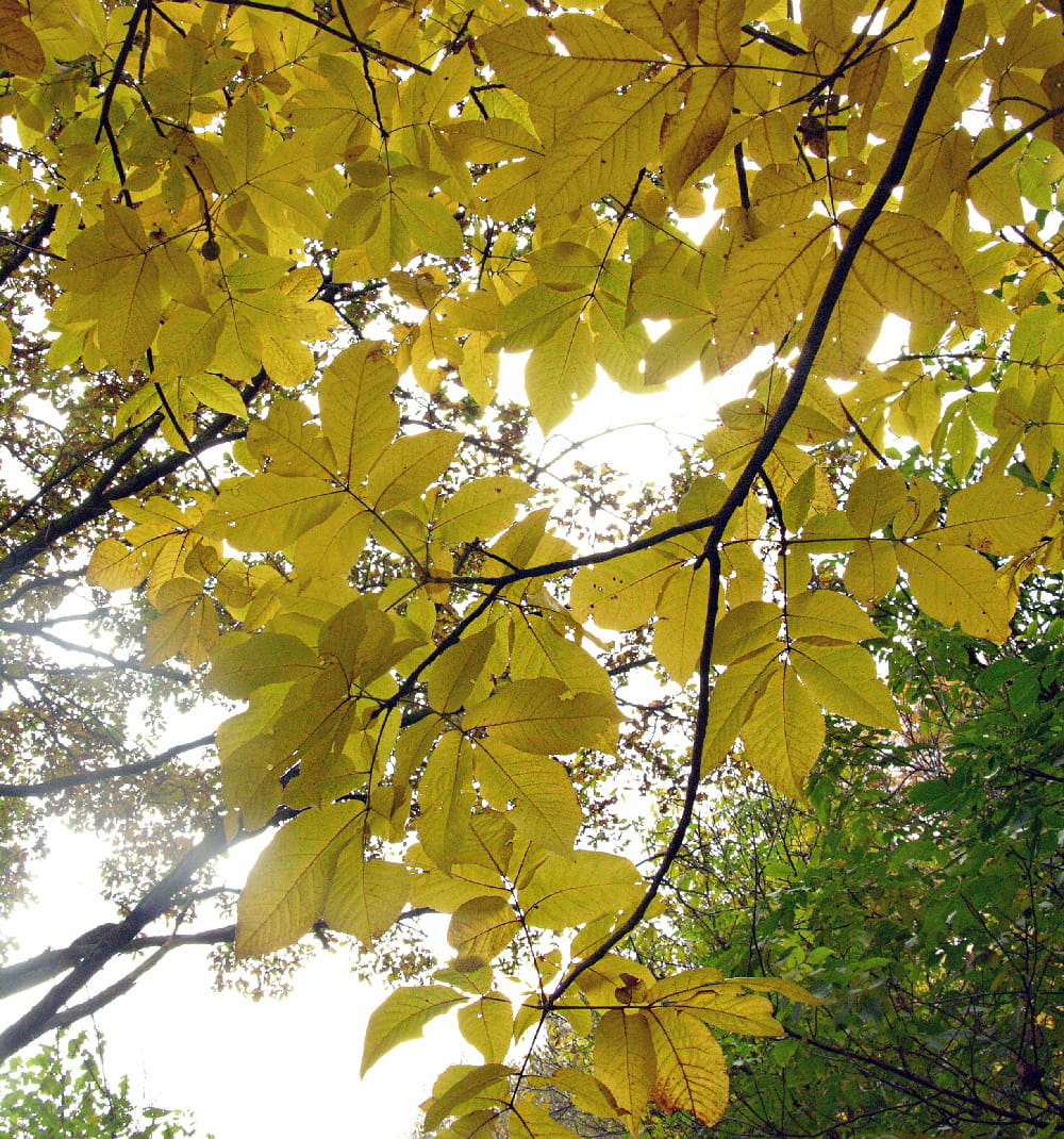Image of Carya ovata specimen.