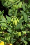 Hypericum cerastoides. Верхушка побега с бутонами. Белгородская обл., пос. Ракитное, ул. Сосновая, 2, в культуре. 22 мая 2026 г.