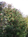 Sorbus aucuparia