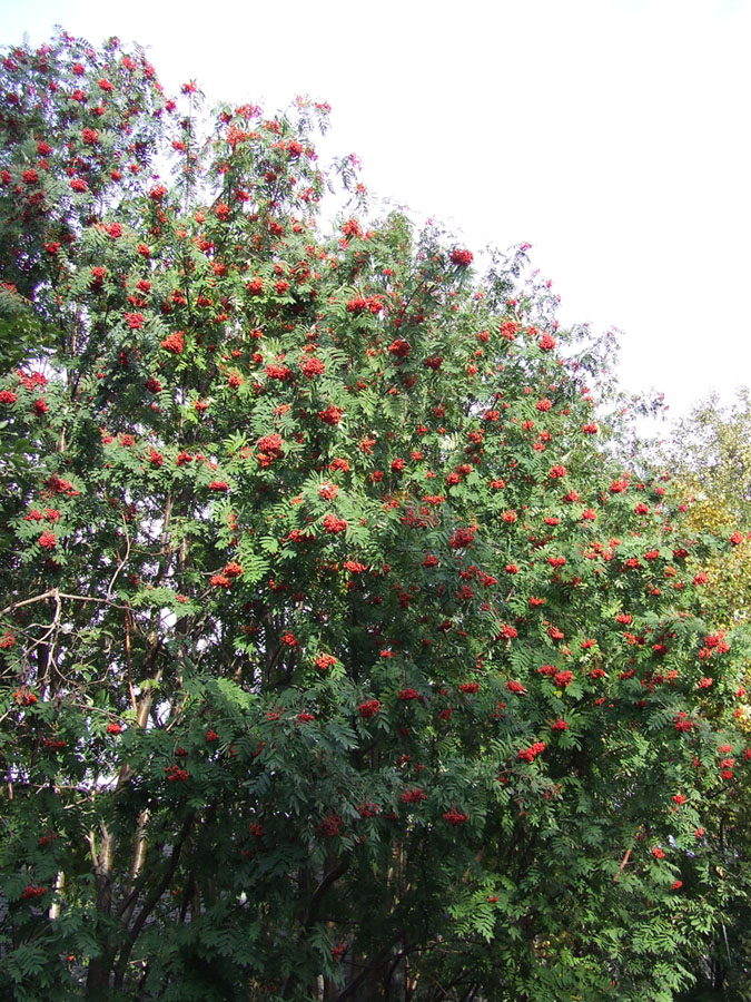 Изображение особи Sorbus aucuparia.