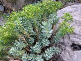 Euphorbia spinidens. Часть плодоносящего растения. Узбекистан, Сурхандарьинская обл., Байсунский р-н, ≈3 км на ю-в от с. Шораб; Памиро-Алай, Келиф-Шерабадская гряда, ≈1400 м н.у.м., в трещине камня. 14.04.2025.