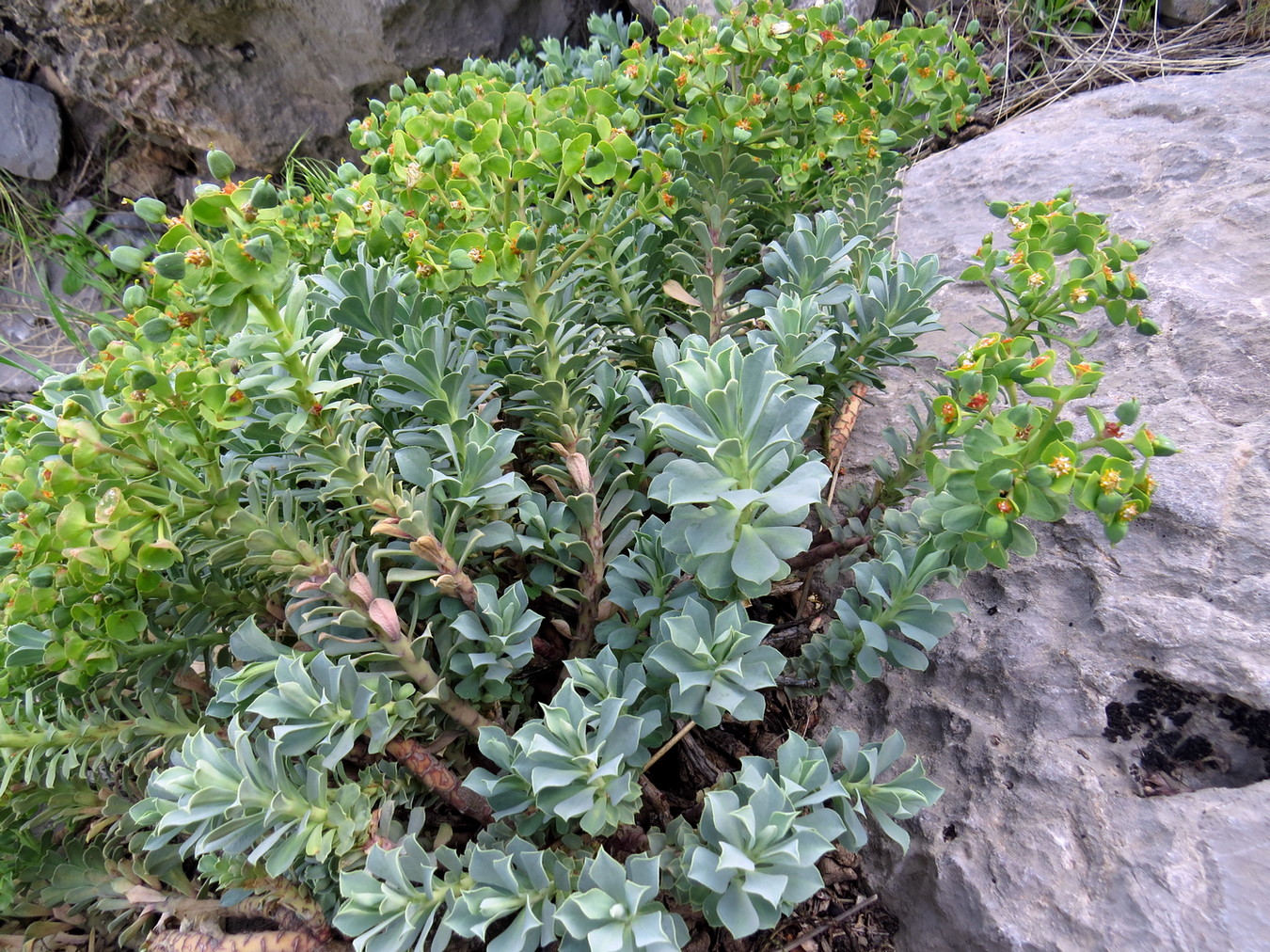 Image of Euphorbia spinidens specimen.