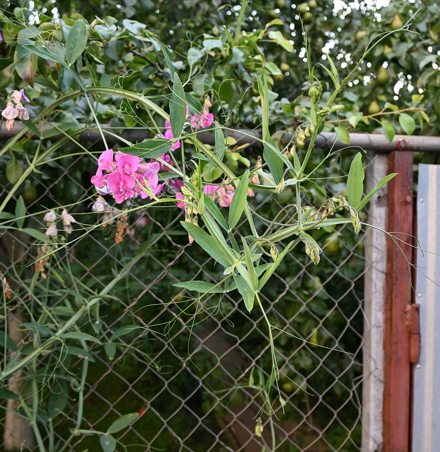 Image of Lathyrus sylvestris specimen.
