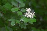 Sambucus nigra. Соцветие и листья. Беларусь, Брестская обл., Каменецкий р-н, окр. дер. Бобинка, смешанный сосново-лиственный лес. 02.07.2026.