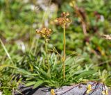 Patrinia sibirica. Плодоносящее растение. Хабаровский край, р-н имени Лазо, массив горы Ко, выс. ≈ 1865 м н.у.м., каменистая горная тундра. 02.08.2026.