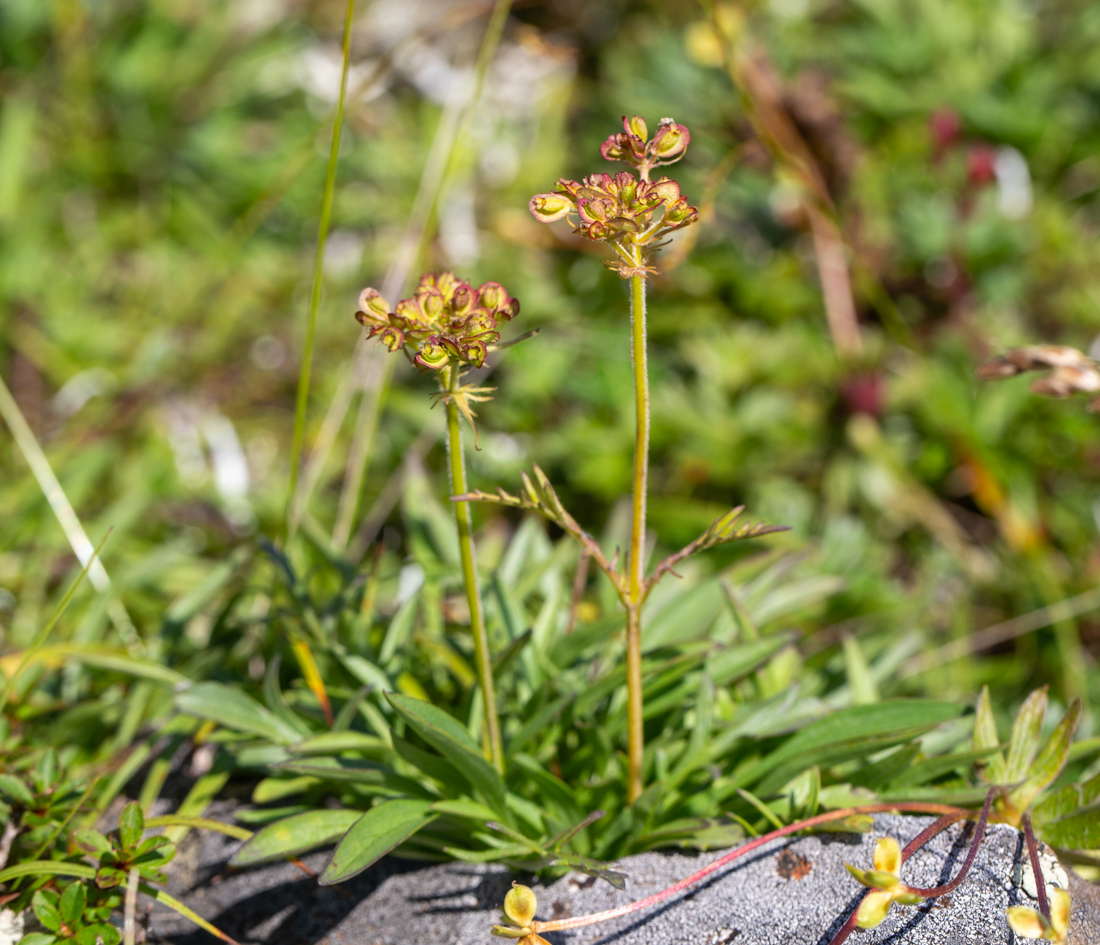 Image of Patrinia sibirica specimen.
