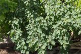 Populus tremula