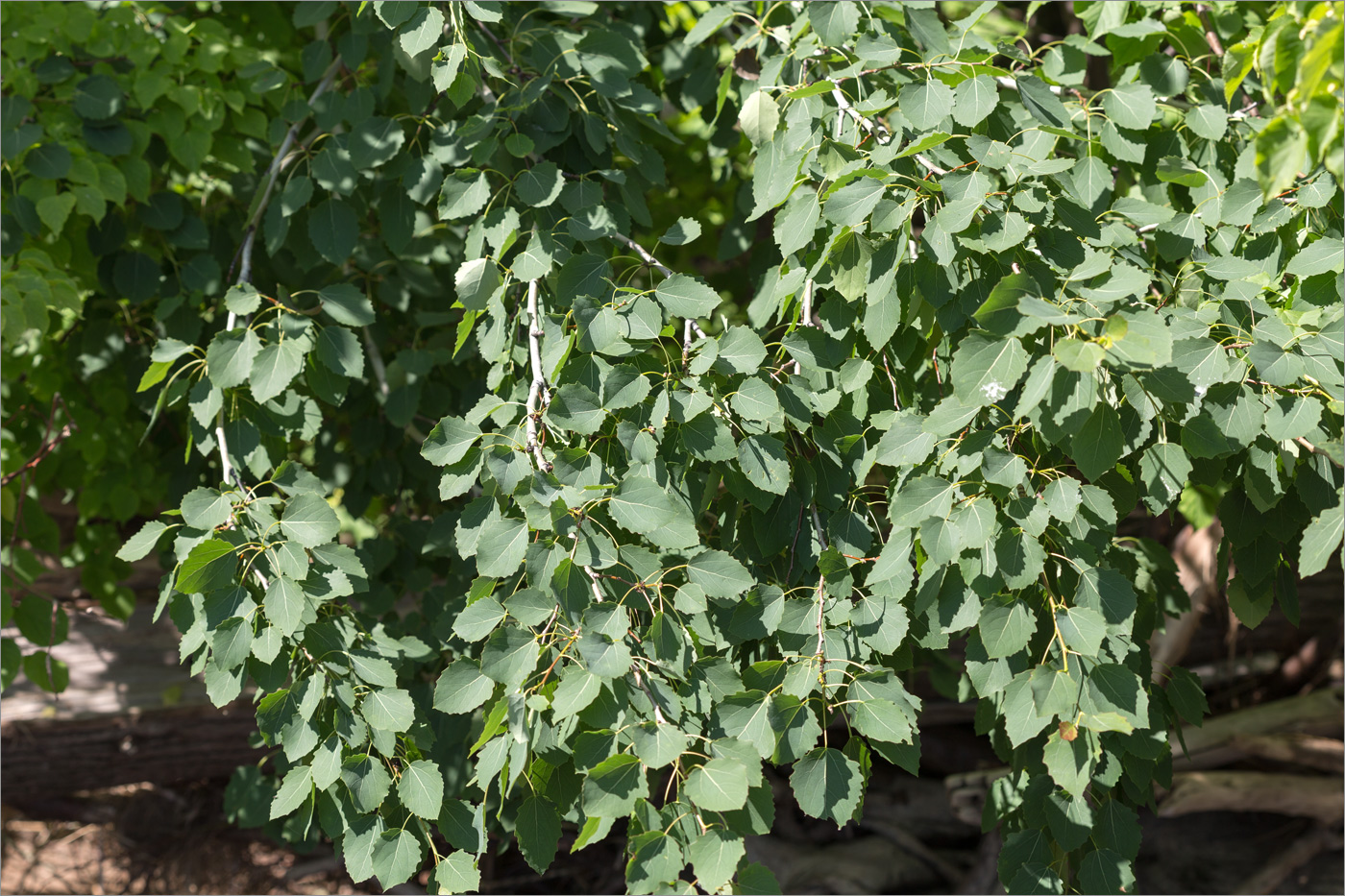 Изображение особи Populus tremula.