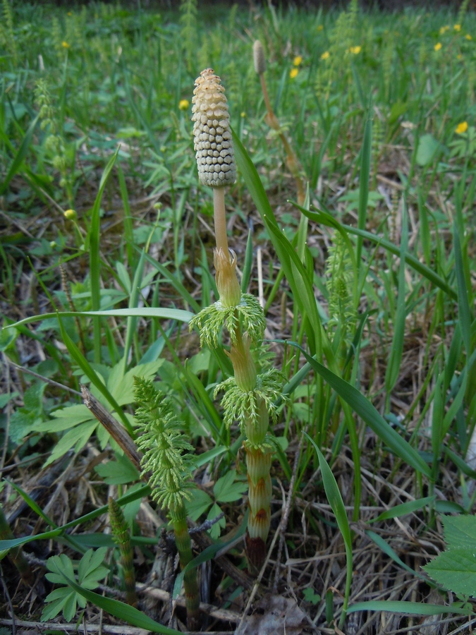 Изображение особи Equisetum sylvaticum.