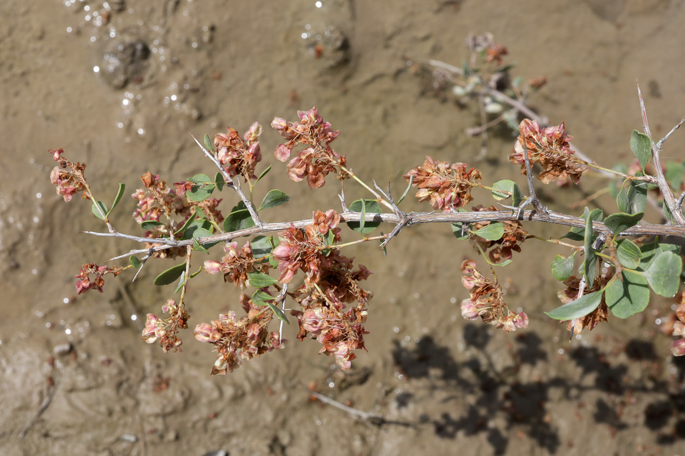 Изображение особи Atraphaxis pyrifolia.