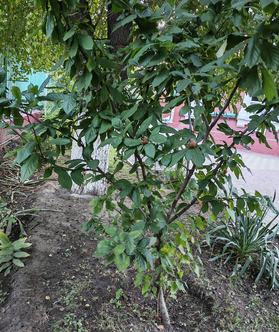 Изображение особи Mespilus germanica.