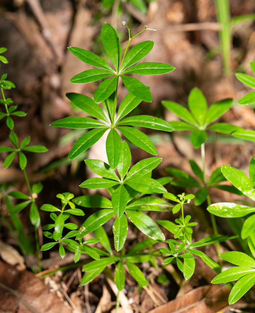 Изображение особи Galium odoratum.