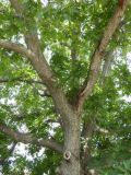 Juglans regia. Часть кроны. Республика Молдова, муниципалитет Кишинёв, г. Кодру, частная усадьба. 19 августа 2026 г.