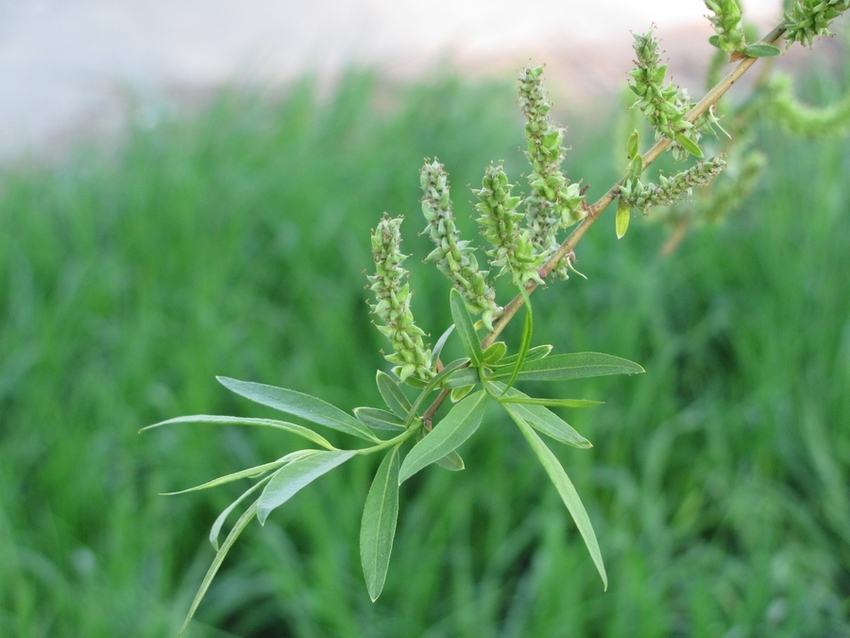 Изображение особи Salix &times; fragilis.