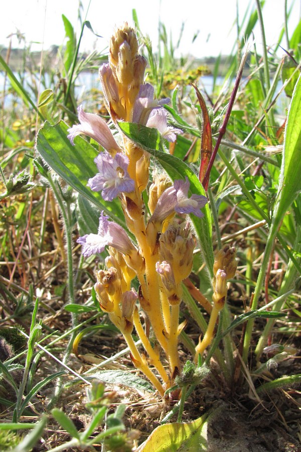 Image of Phelipanche ramosa specimen.