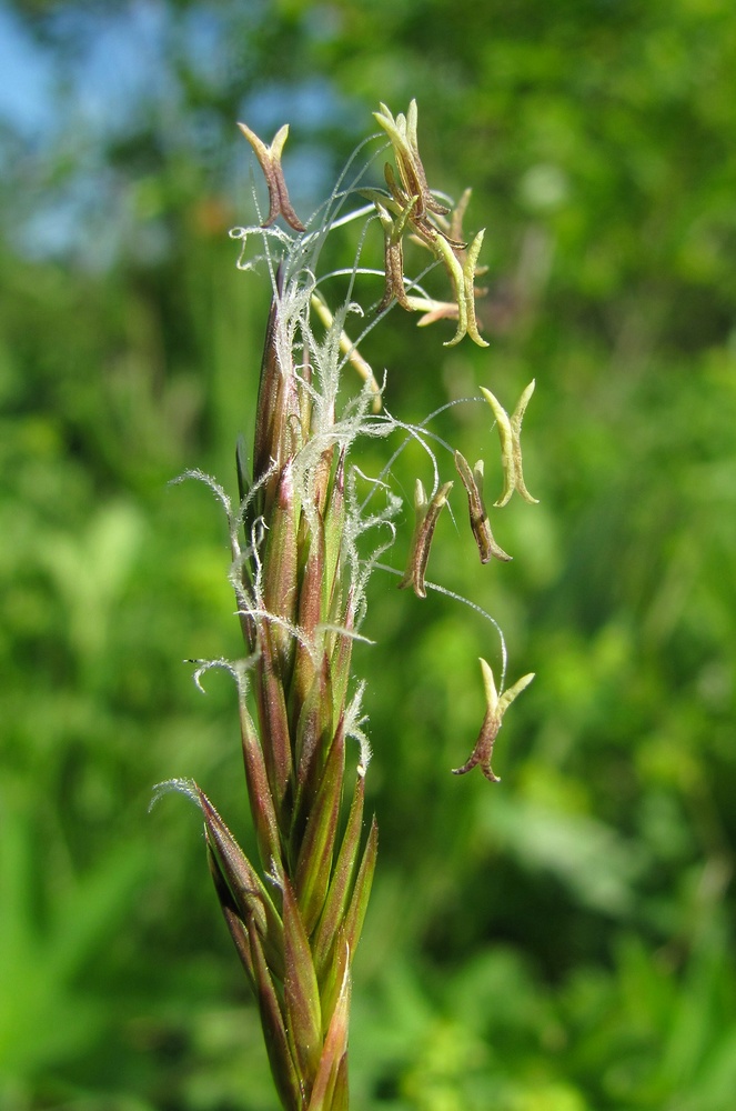 Image of Anthoxanthum odoratum specimen.