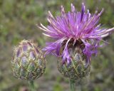 Centaurea scabiosa. Раскрывшееся и нераскрывшееся соцветия. Новосибирская обл., Карасукский р-н, с. Благодатное. 02.07.2011.