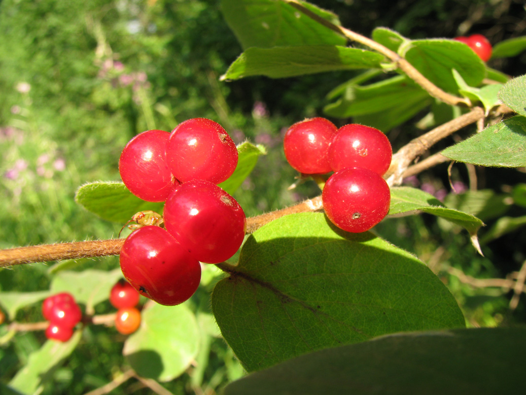 Изображение особи Lonicera xylosteum.