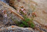 Chamaerhodos grandiflora. Цветущее растение. Иркутская обл., озеро Байкал, Малое Море, бухта Базарная. 22.07.2011.