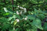 Angelica sylvestris