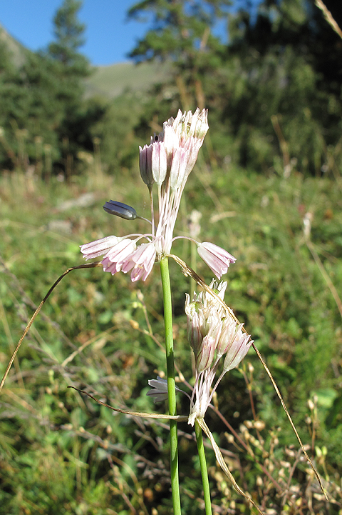 Изображение особи Allium kunthianum.