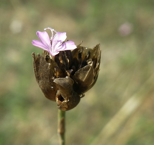 Изображение особи Petrorhagia prolifera.