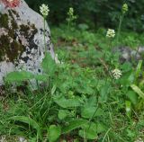 Betonica alopecuros. Цветущие растения. Черногория, Динарское нагорье, горный массив Дурмитор. 05.07.2011.