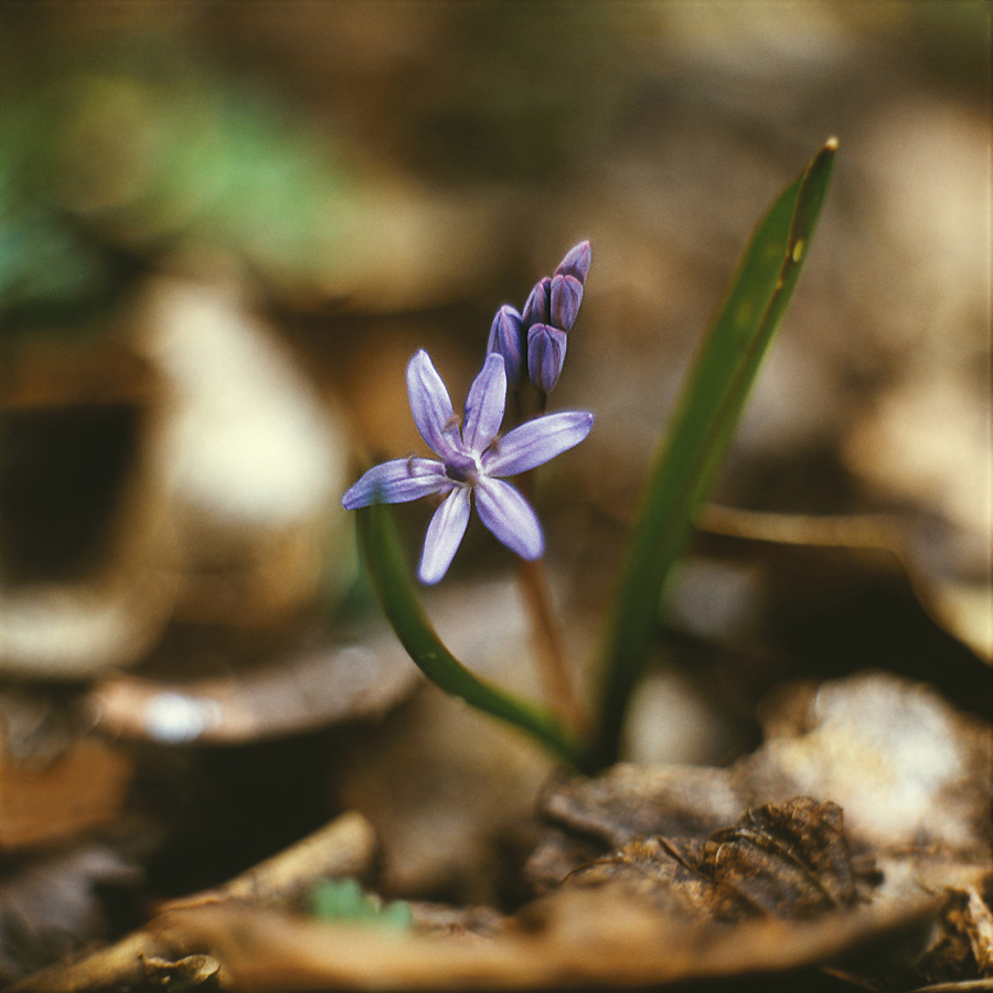 Изображение особи Scilla bifolia.