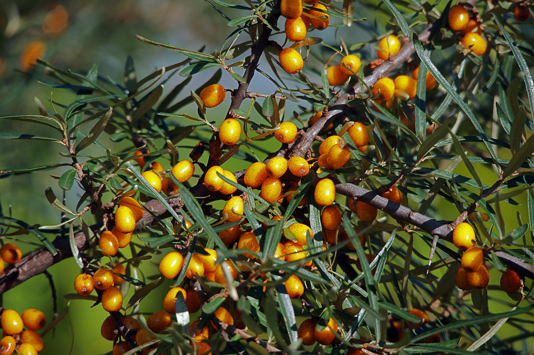 Изображение особи Hippophae rhamnoides.