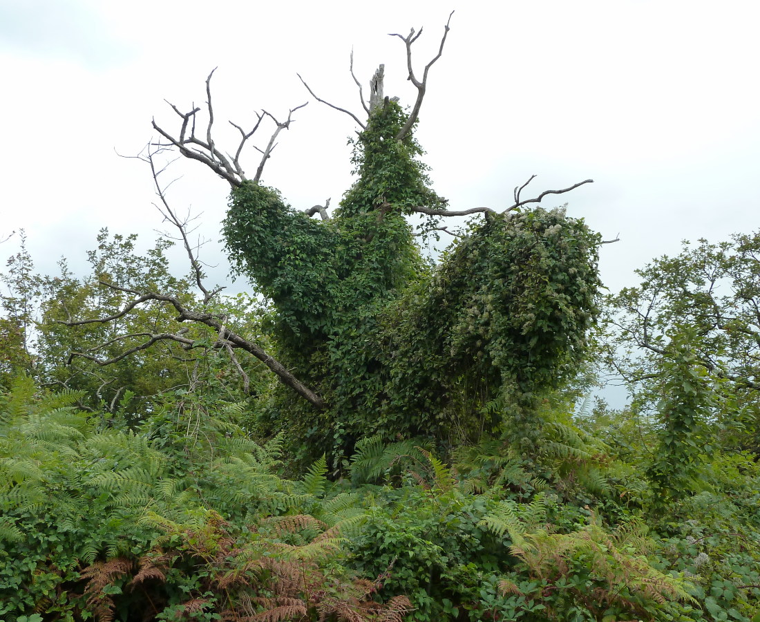 Image of Clematis vitalba specimen.