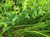 Sanguisorba polygama. Прикорневые листья. Полярный Урал, долина Большой Хойлаю. 22.07.2011.