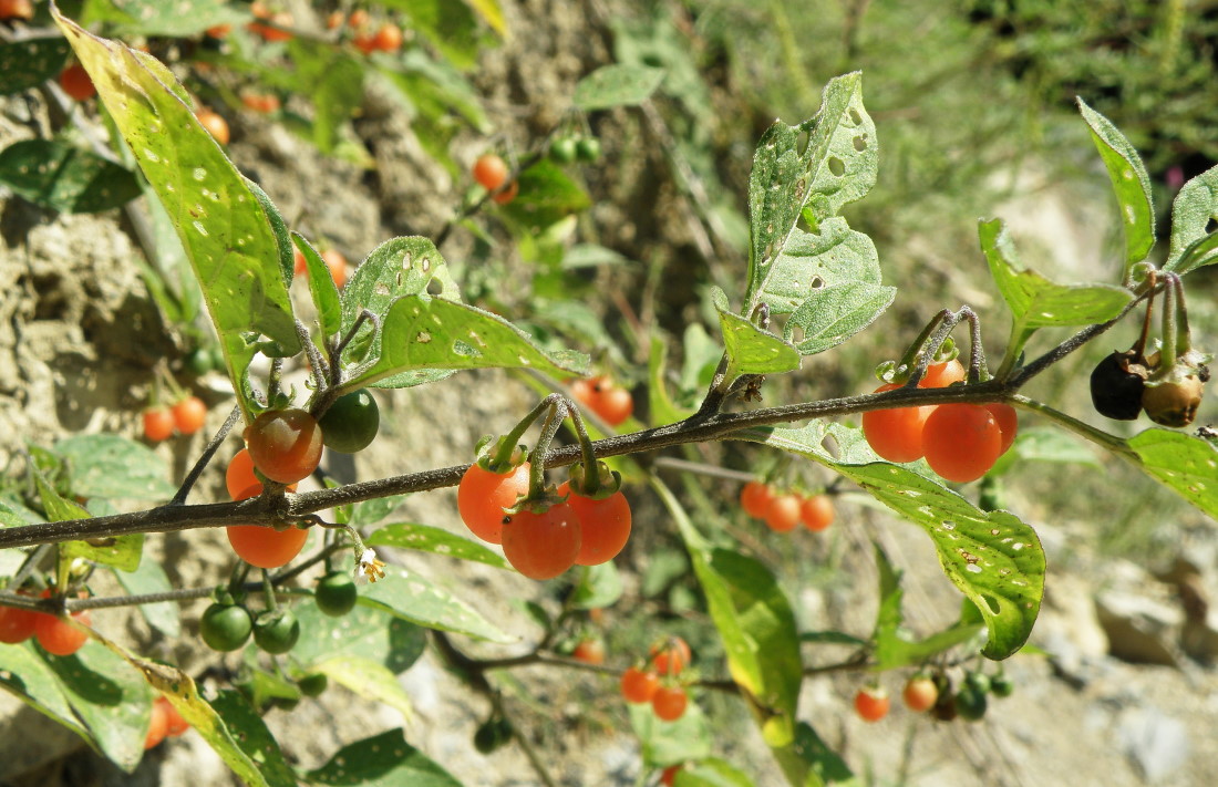 Изображение особи Solanum woronowii.