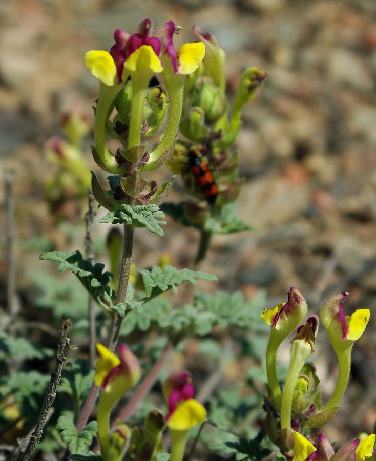 Изображение особи Scutellaria titovii.