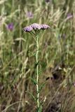 Achillea asiatica. Верхушка цветущего растения. Южный Казахстан, Верхний Боролдай, ущ. Карасай, восточный гребень. 30.06.2011.