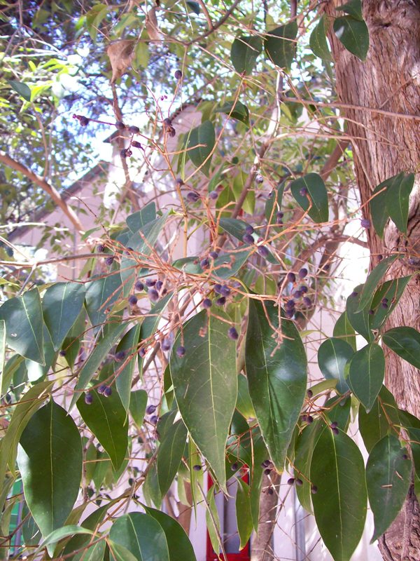 Image of Ligustrum lucidum specimen.