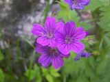 Geranium sylvaticum