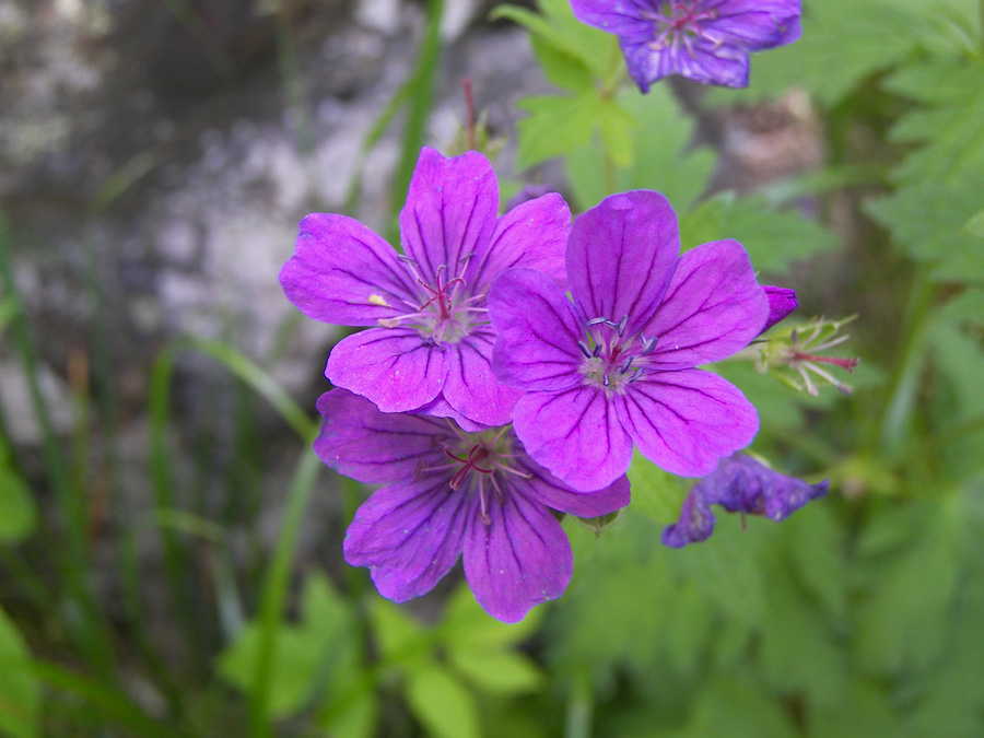 Image of Geranium sylvaticum specimen.