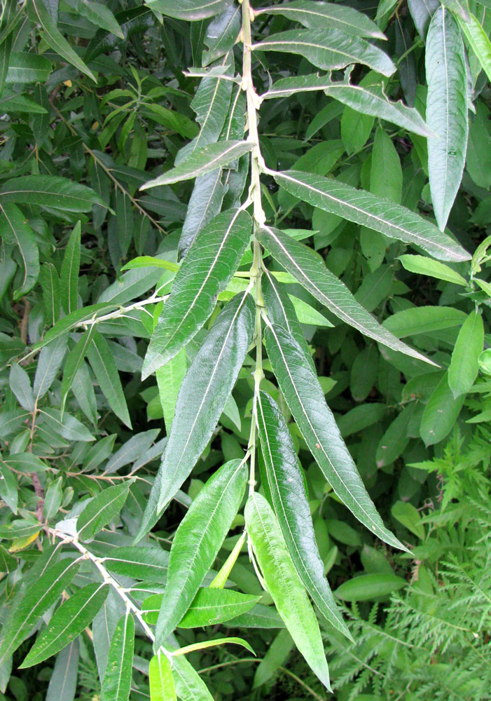 Image of genus Salix specimen.