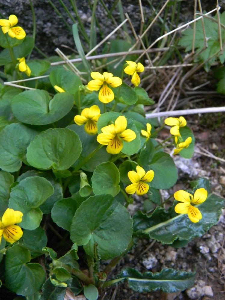 Изображение особи Viola biflora.