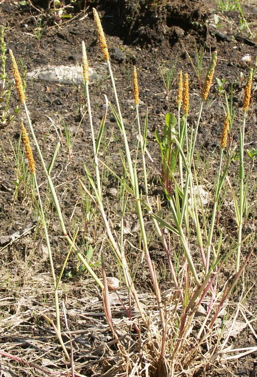 Image of Alopecurus aequalis specimen.