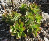 Lysimachia verticillaris