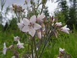 Polemonium laxiflorum. Часть соцветия с белыми цветками. Хабаровский край, Ванинский р-н, окрестности пос. Высокогорный. 07.07.2005.