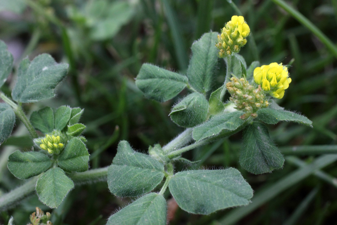 Image of Medicago lupulina specimen.
