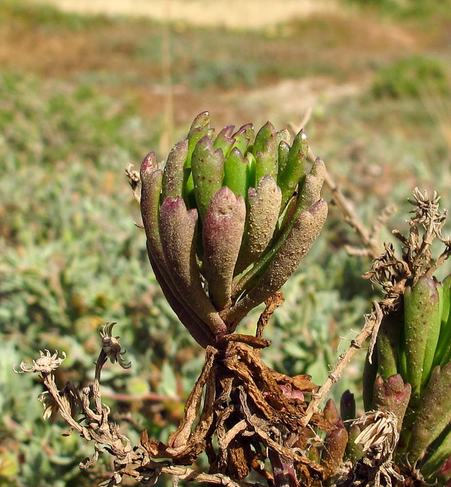 Изображение особи Limbarda crithmoides.