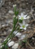 Minuartia euxina. Верхушка побега с цветками и бутонами. Крым, Симферополь, Марьино, степной склон. 9 мая 2012 г.