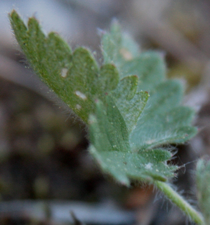 Image of Potentilla jacutica specimen.