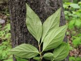 Lonicera ruprechtiana