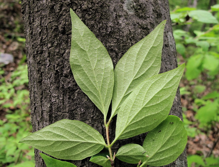 Image of Lonicera ruprechtiana specimen.